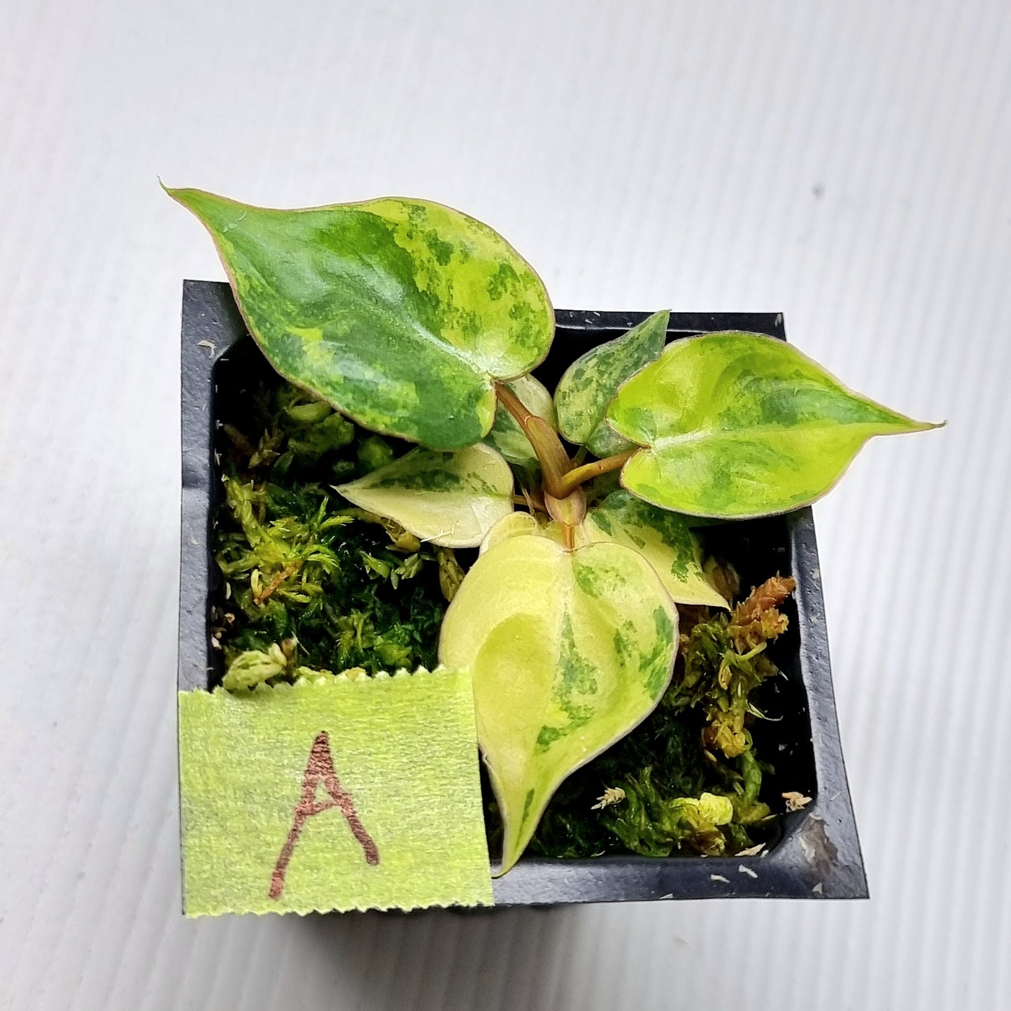 Philodendron billietiae Variegated