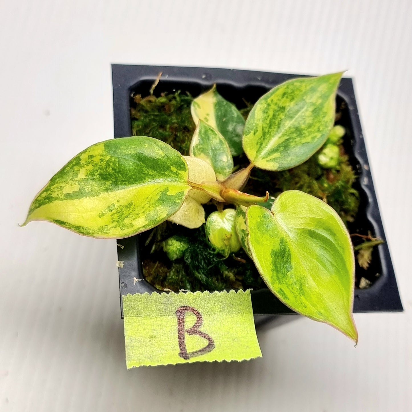 Philodendron billietiae Variegated