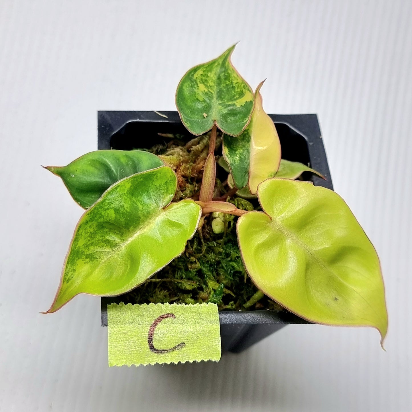 Philodendron billietiae Variegated