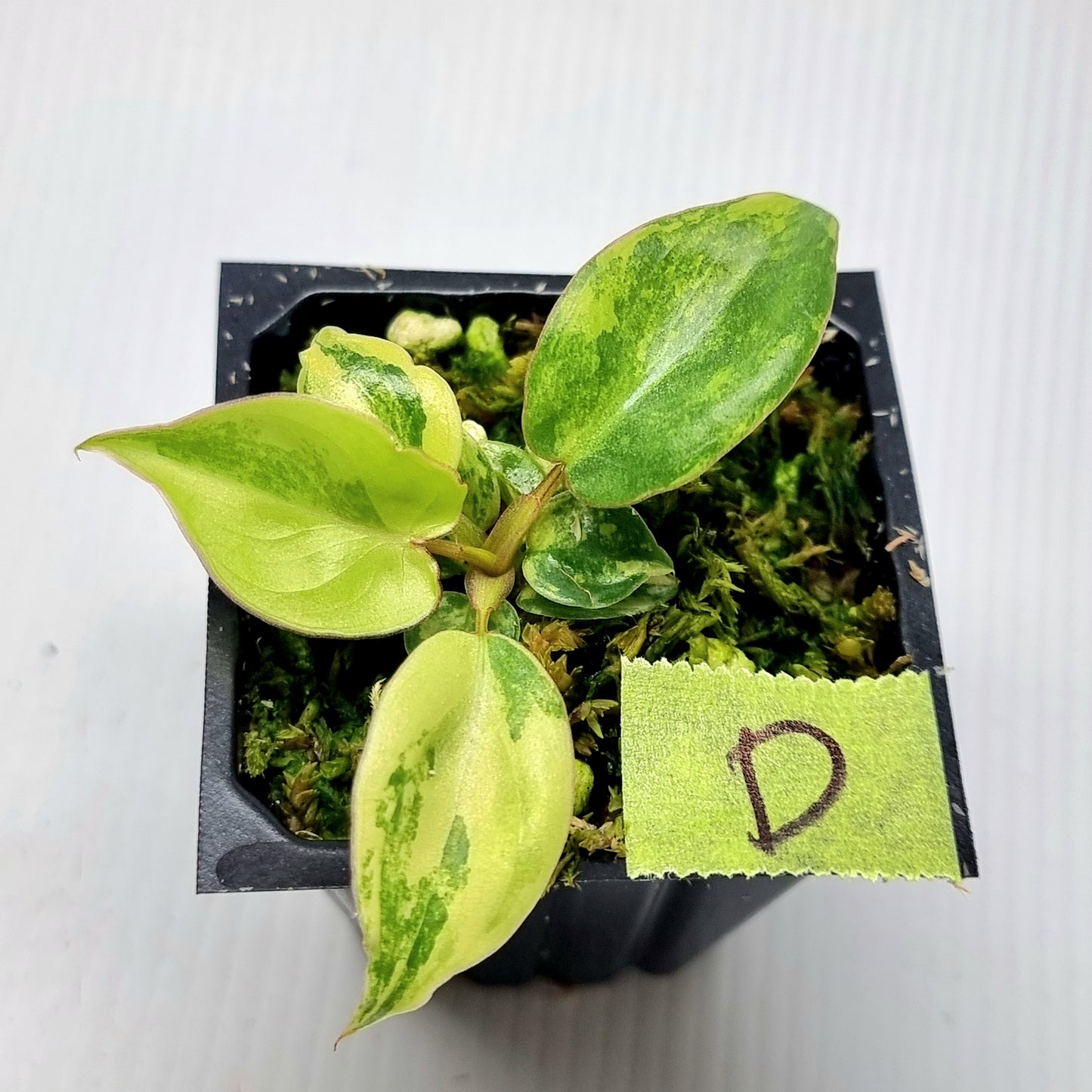 Philodendron billietiae Variegated