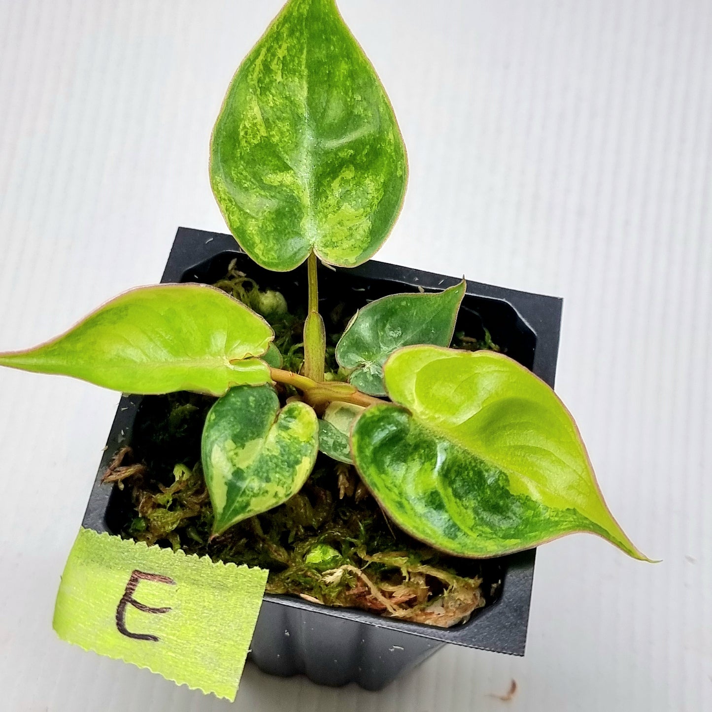 Philodendron billietiae Variegated