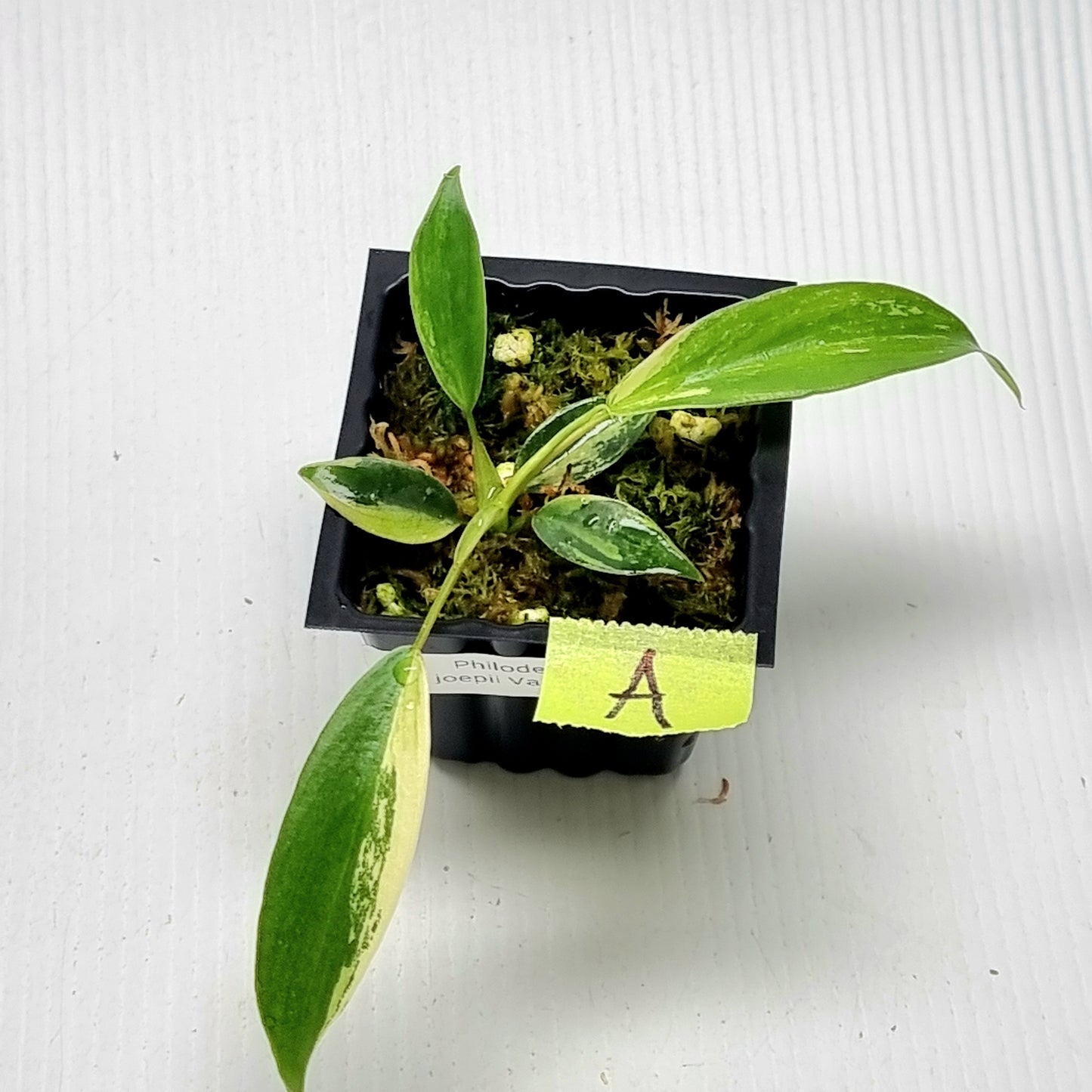 Philodendron joepii Albo Variegated