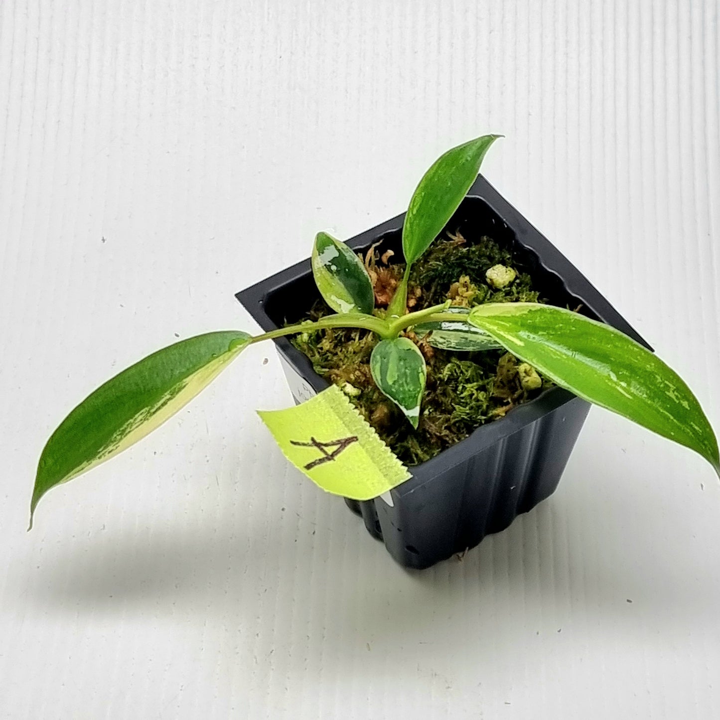 Philodendron joepii Albo Variegated