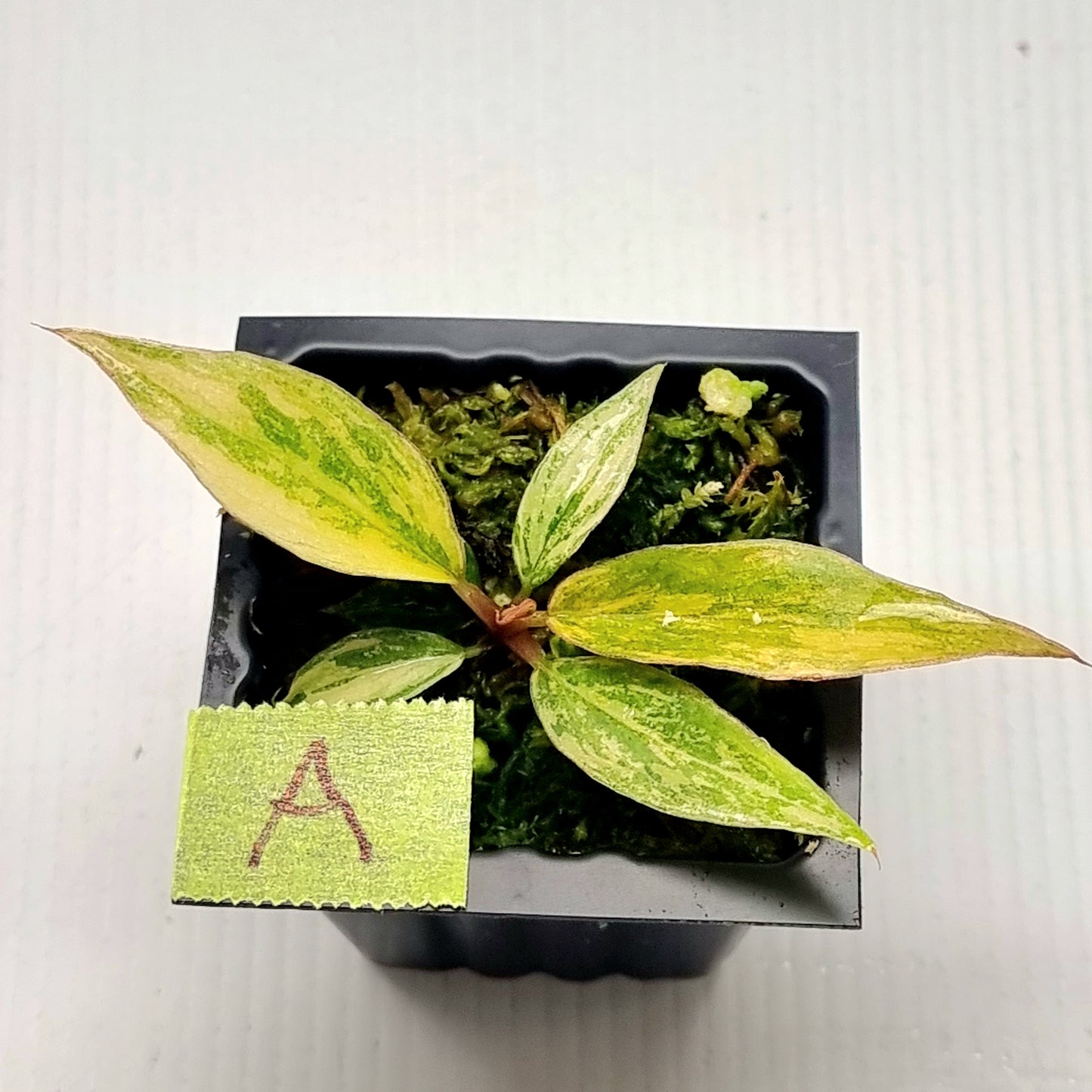Philodendron Fire Tiger