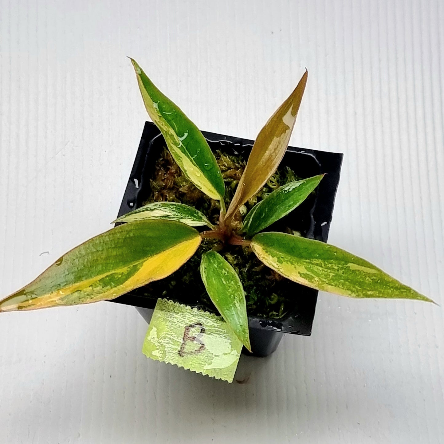 Philodendron Fire Tiger