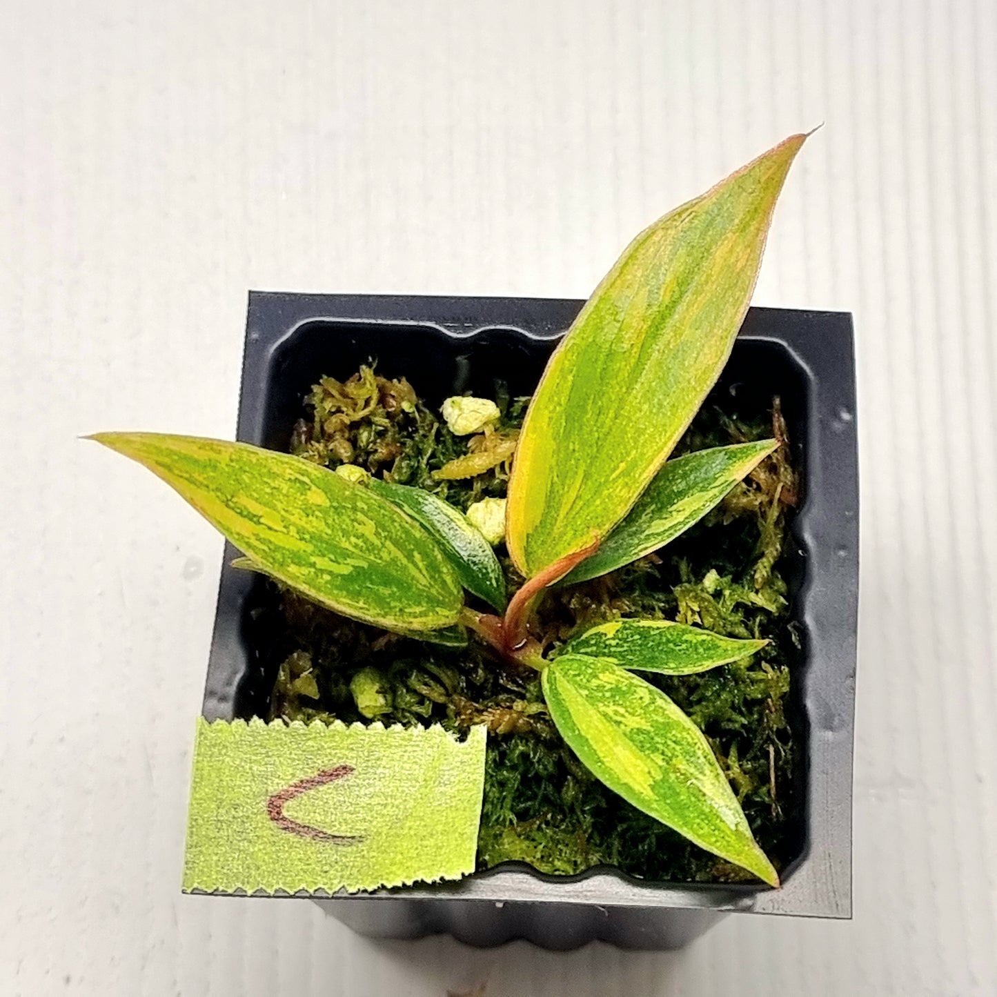Philodendron Fire Tiger