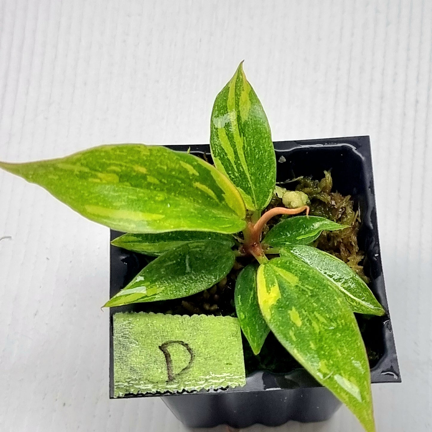 Philodendron Fire Tiger