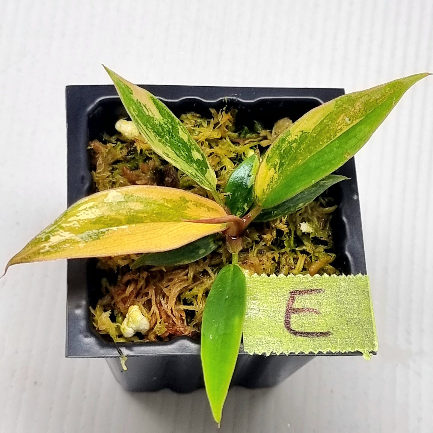 Philodendron Fire Tiger