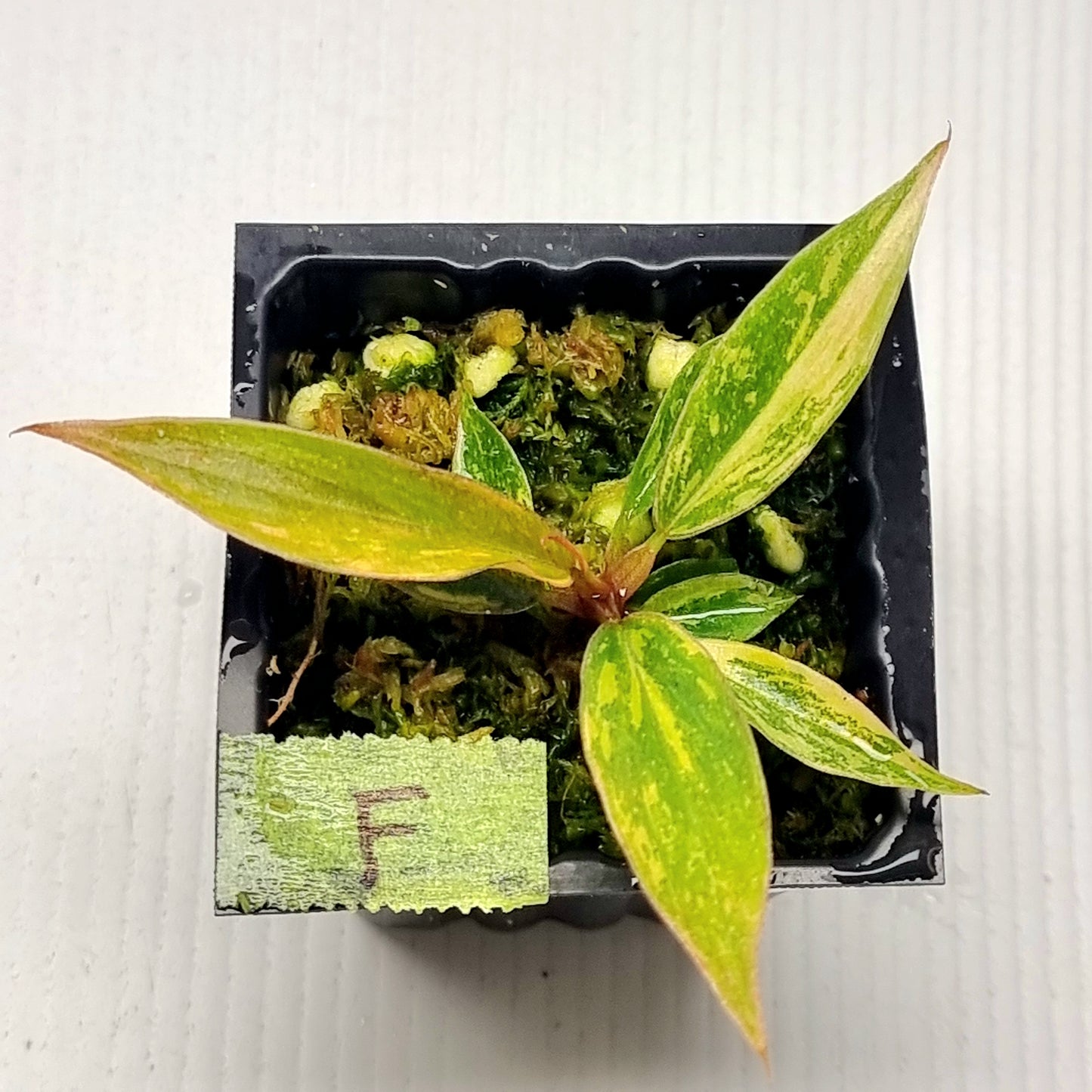 Philodendron Fire Tiger