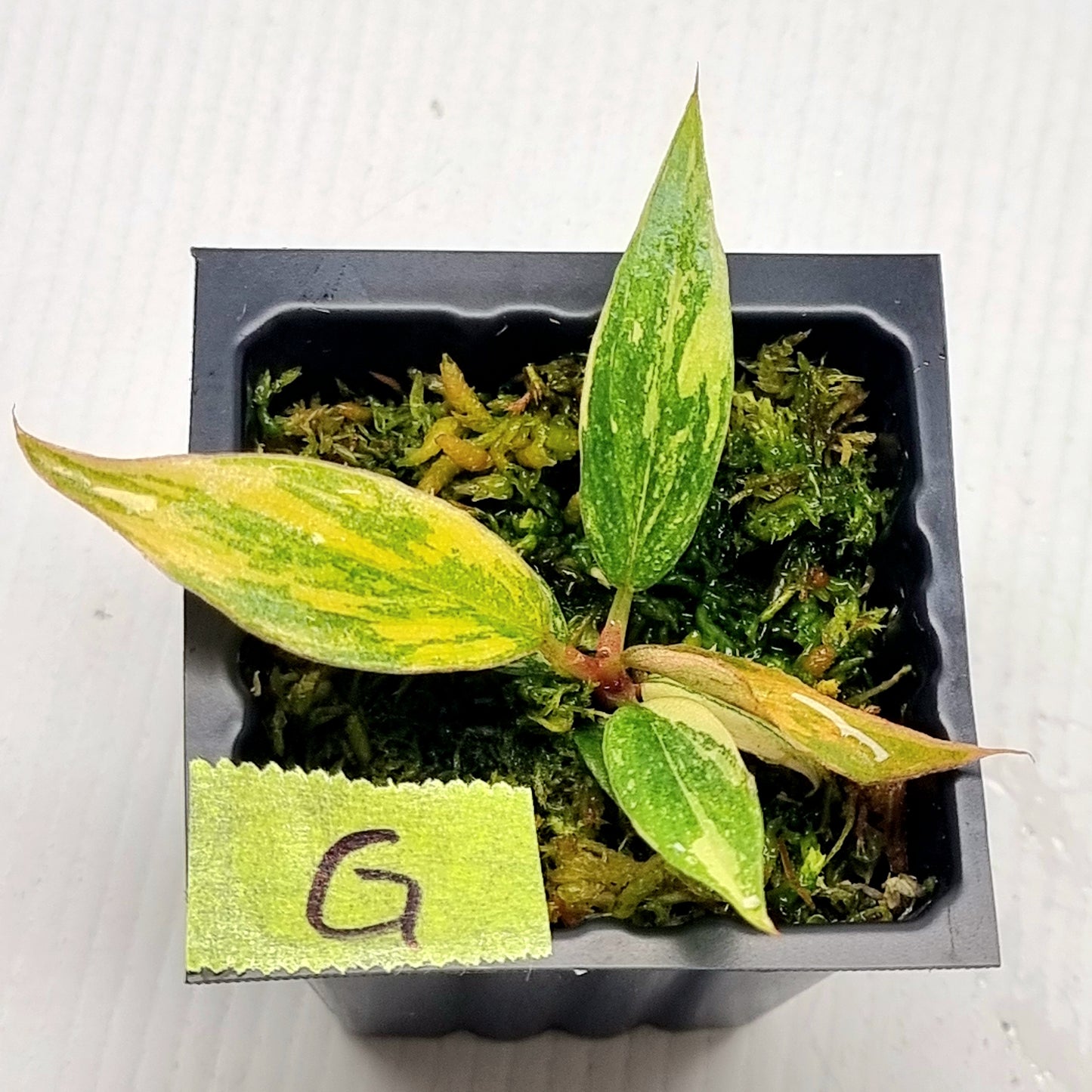 Philodendron Fire Tiger