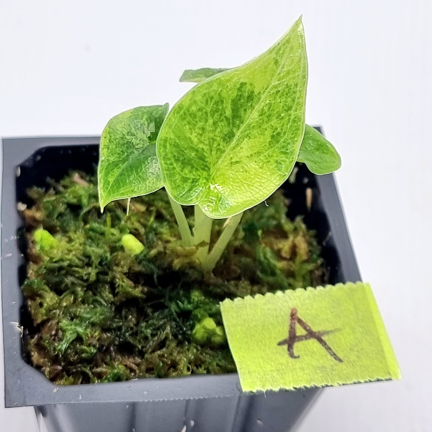 Alocasia melo Aurea variegated