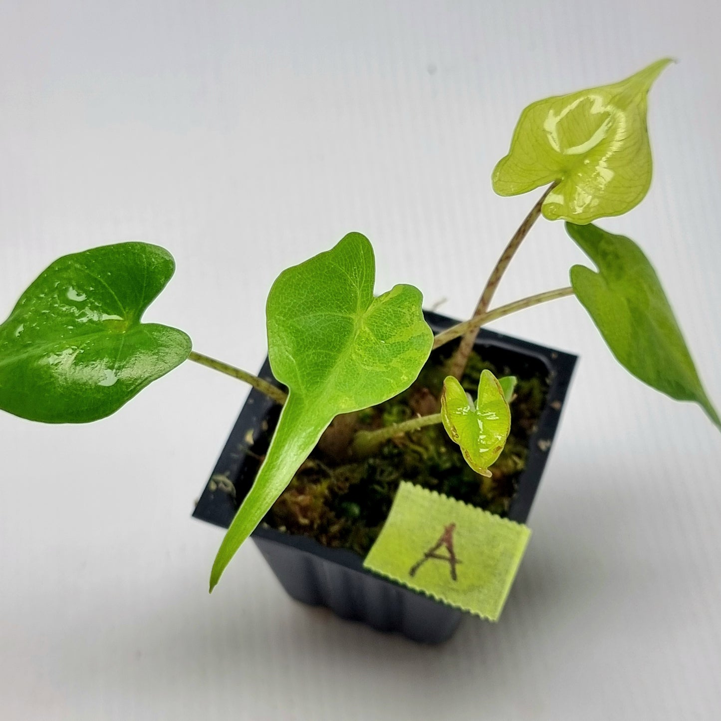 Alocasia Stingray Aurea Variegated