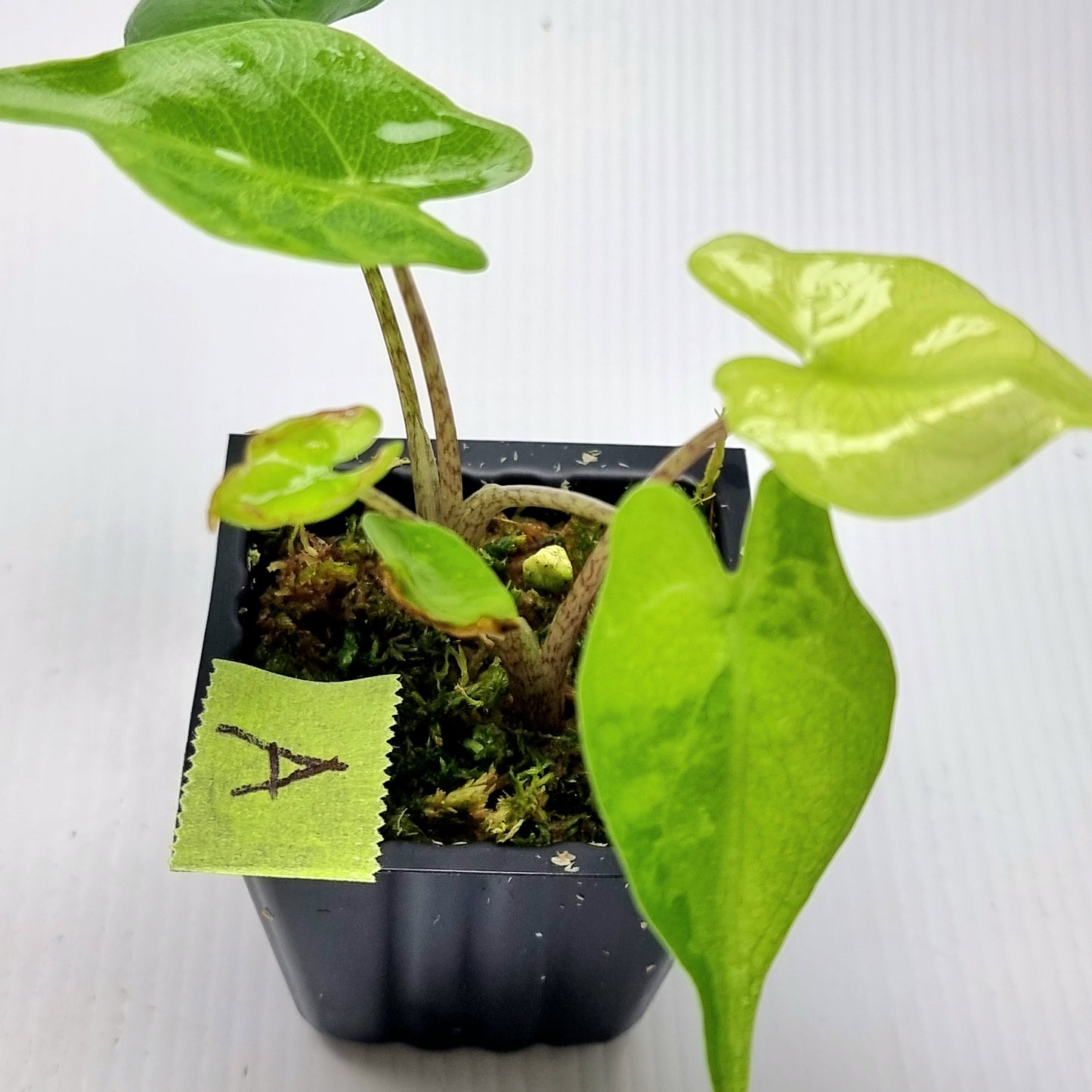 Alocasia Stingray Aurea Variegated