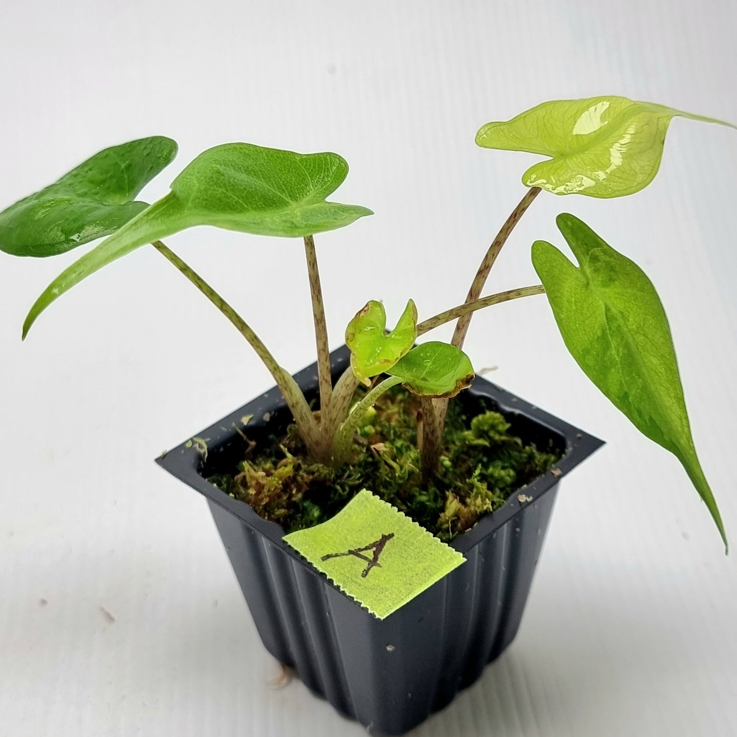 Alocasia Stingray Aurea Variegated