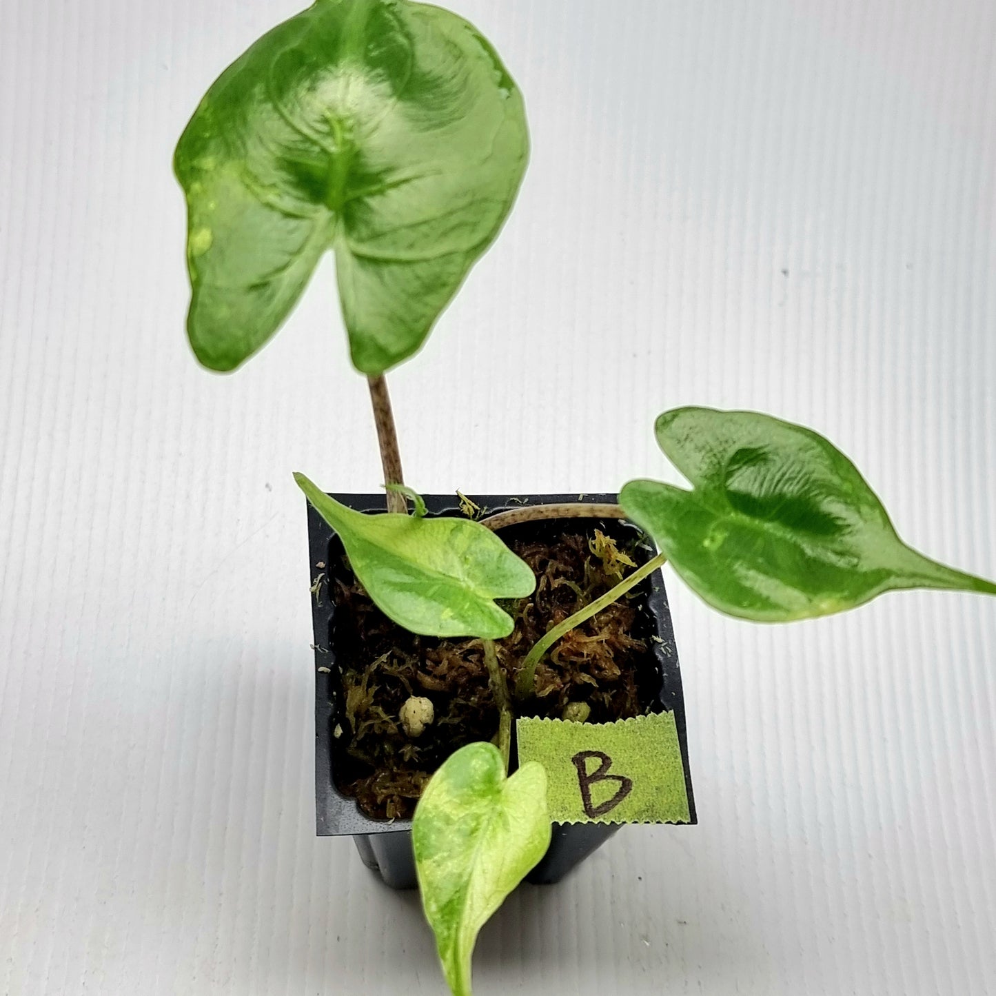 Alocasia Stingray Aurea Variegated