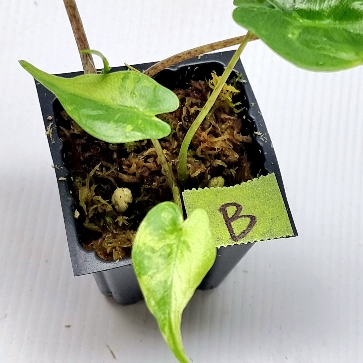 Alocasia Stingray Aurea Variegated