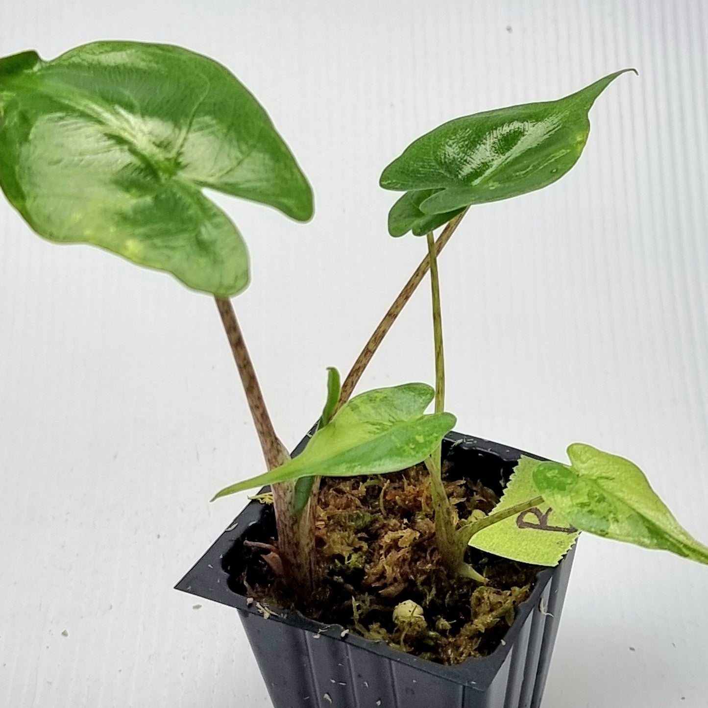 Alocasia Stingray Aurea Variegated