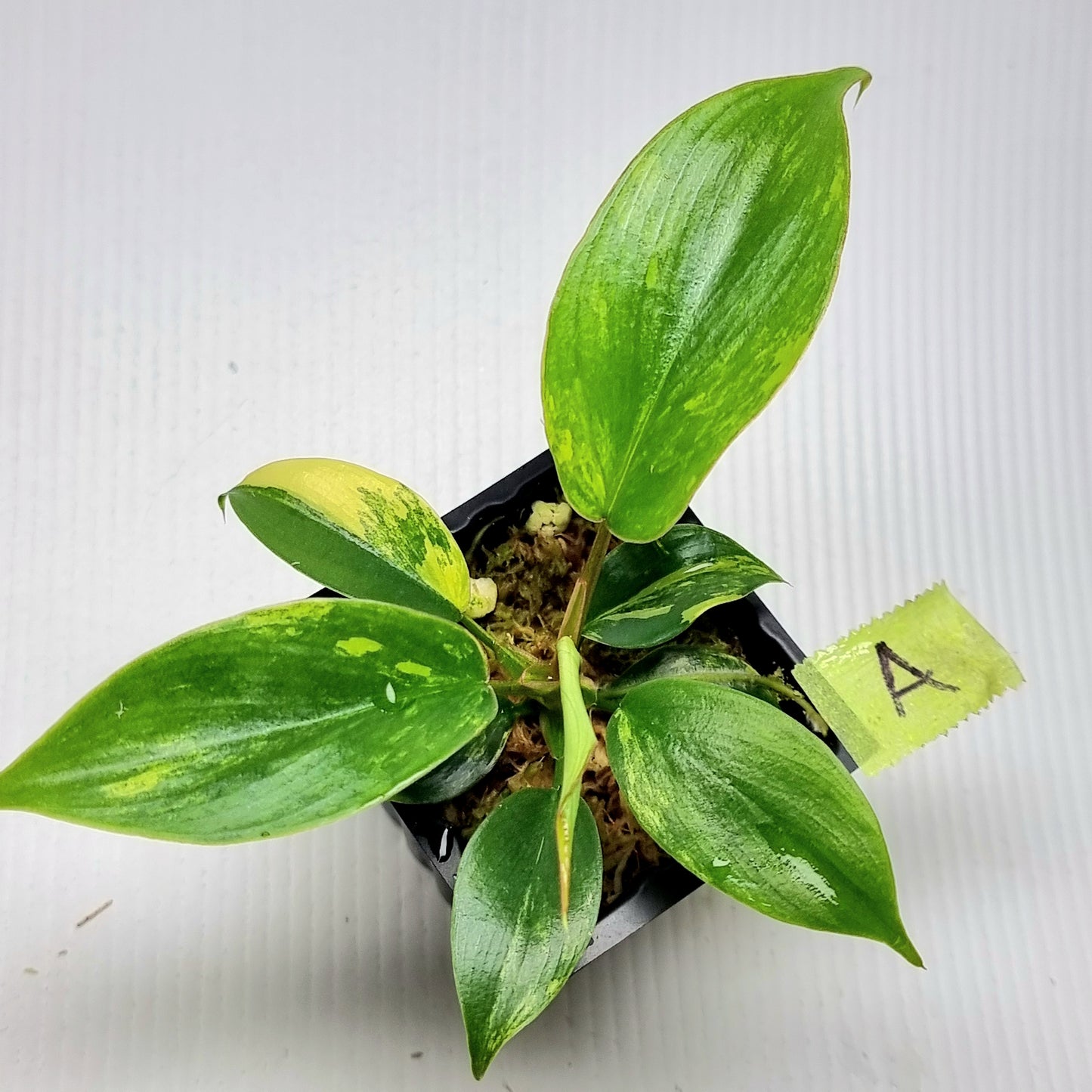 Philodendron Florida Beauty x P. mayoi Variegated