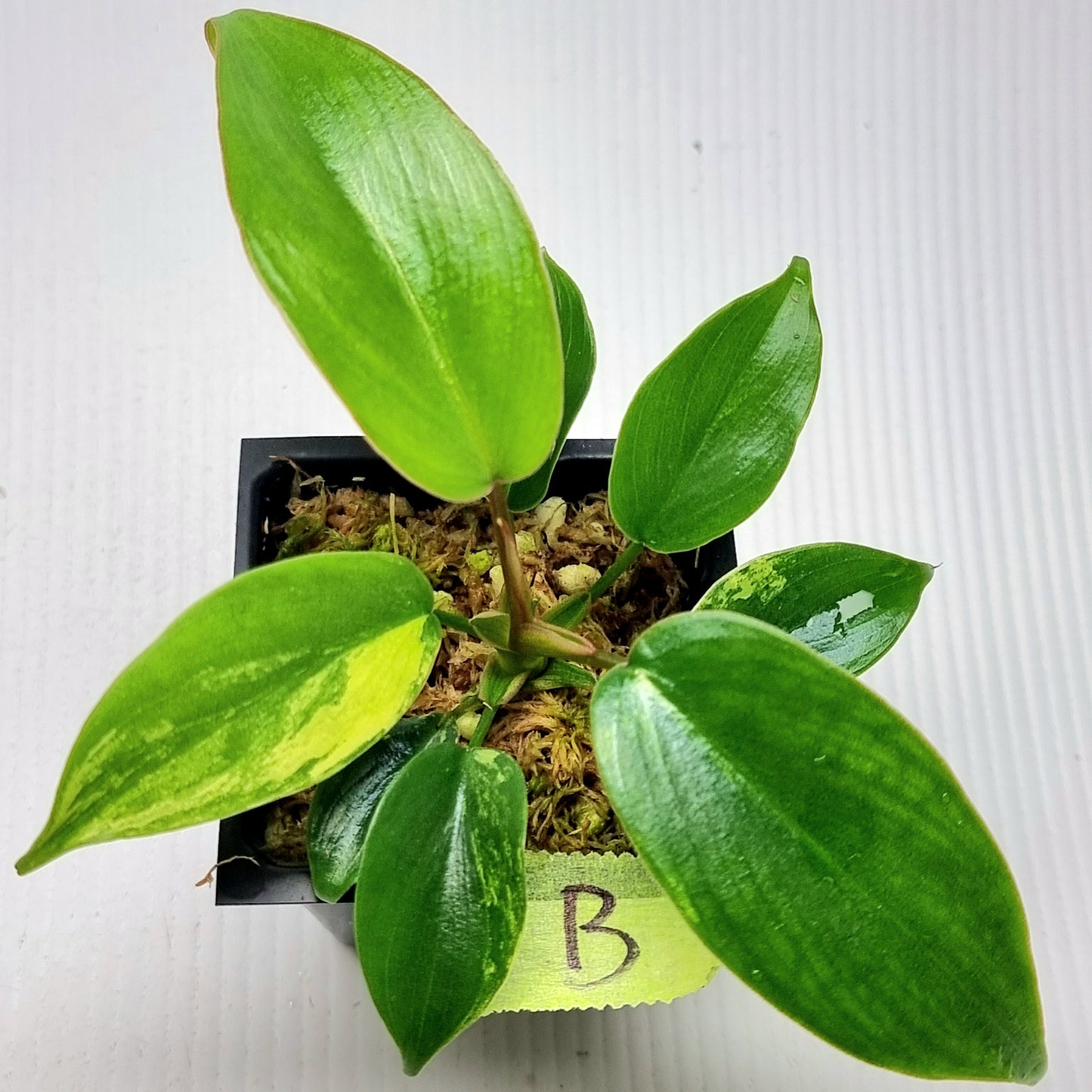 Philodendron Florida Beauty x P. mayoi Variegated