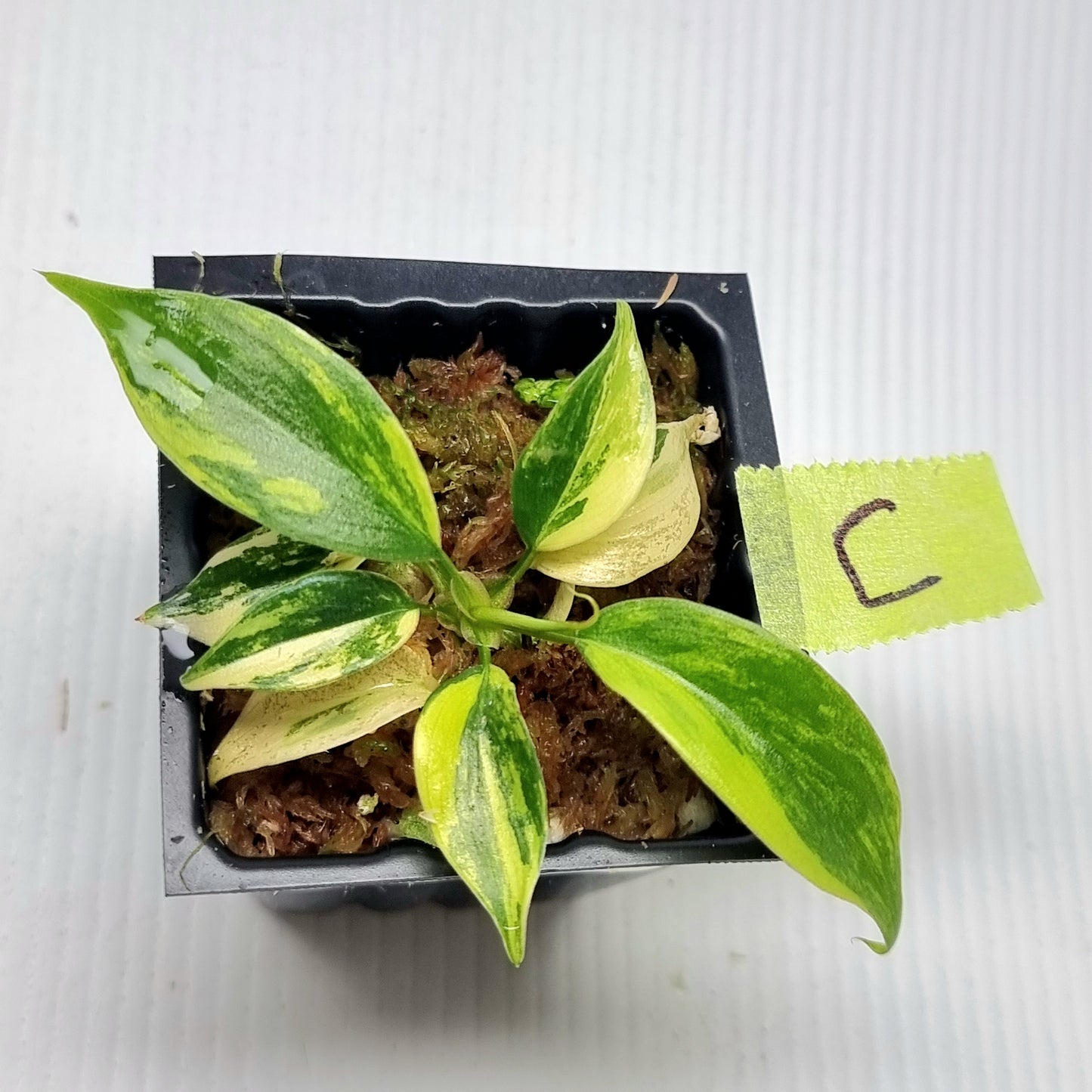 Philodendron Florida Beauty x P. mayoi Variegated