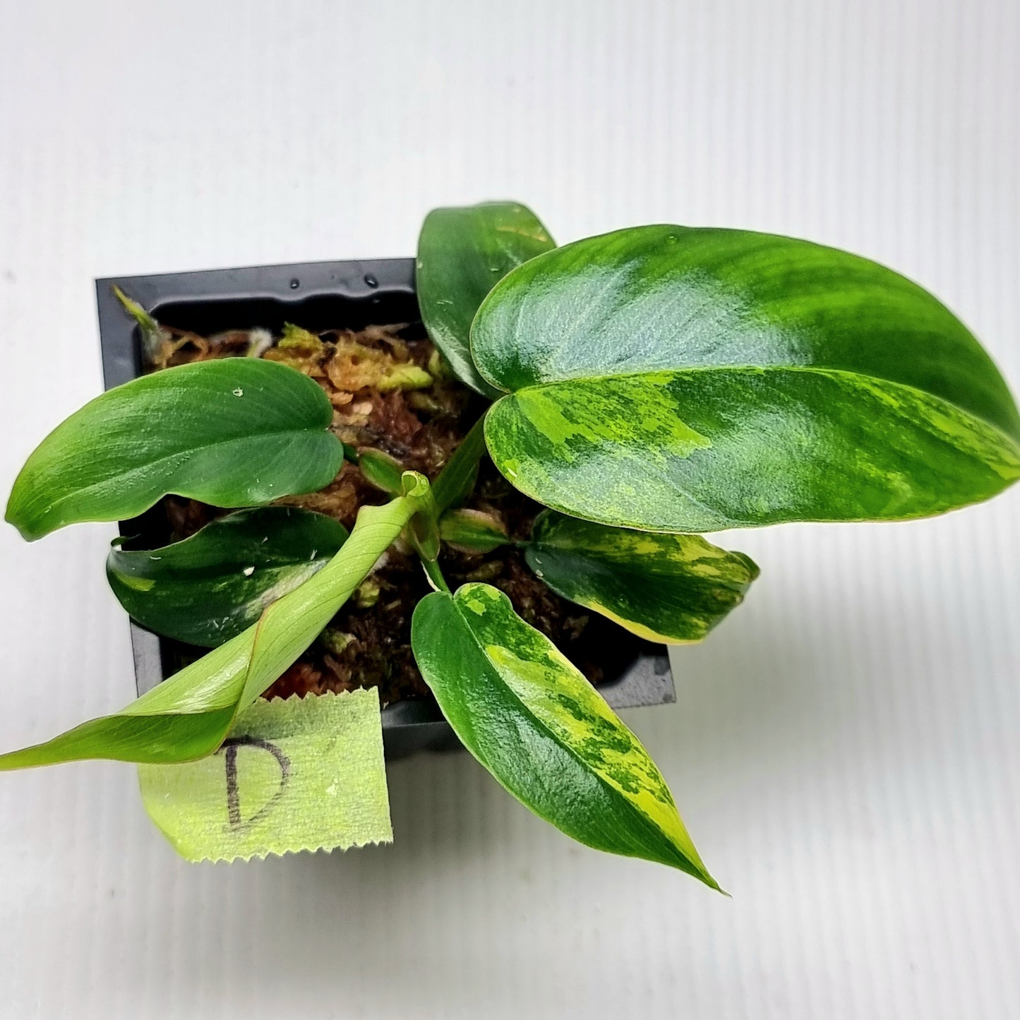 Philodendron Florida Beauty x P. mayoi Variegated