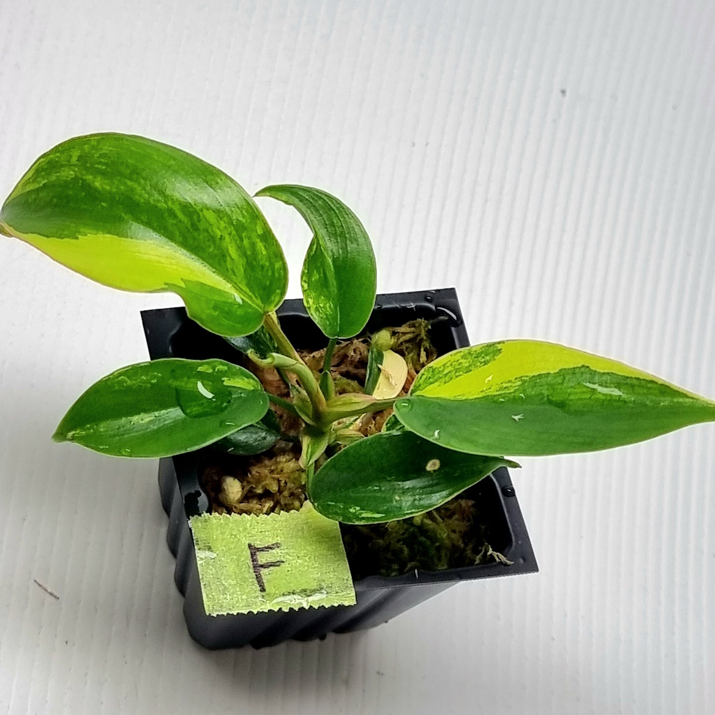 Philodendron Florida Beauty x P. mayoi Variegated