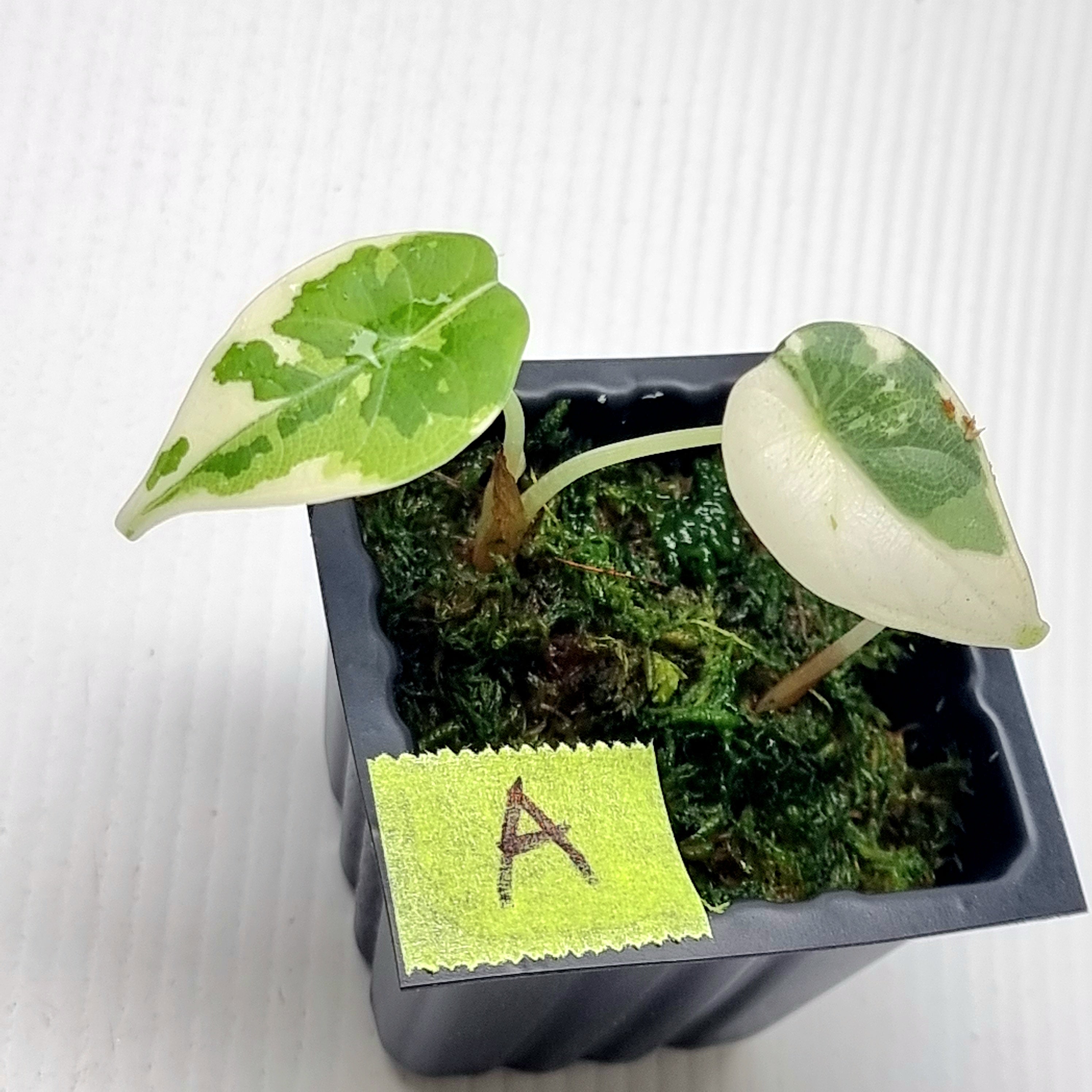 Alocasia Maharani Albo var. マハラニ 斑入り その他観葉植物