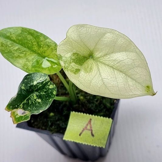 Alocasia sinuata Albo Variegated