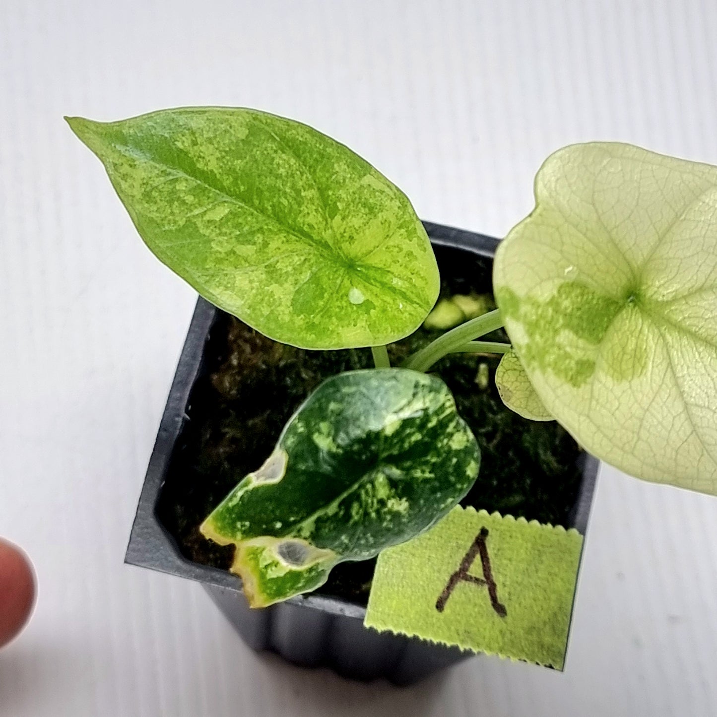 Alocasia sinuata Albo Variegated