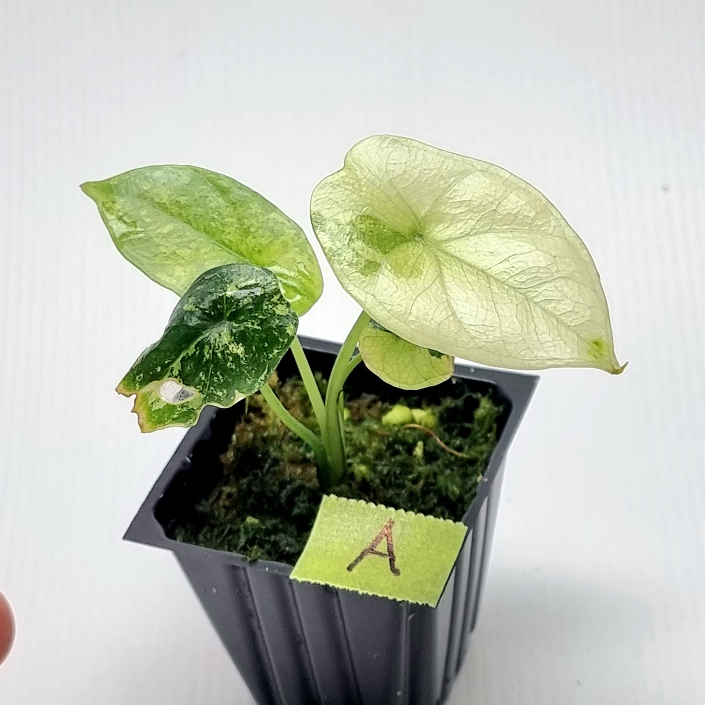 Alocasia sinuata Albo Variegated