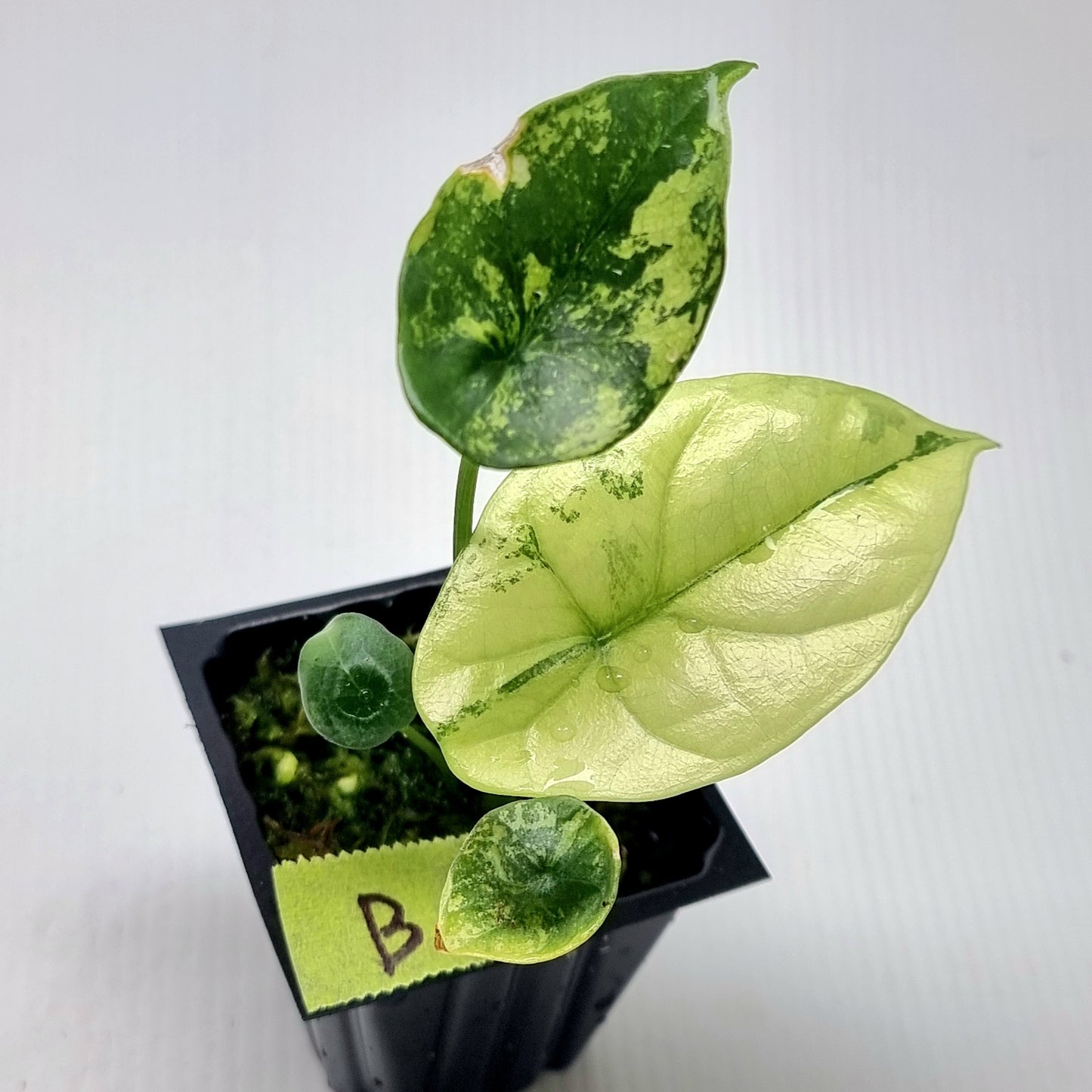 Alocasia sinuata Albo Variegated