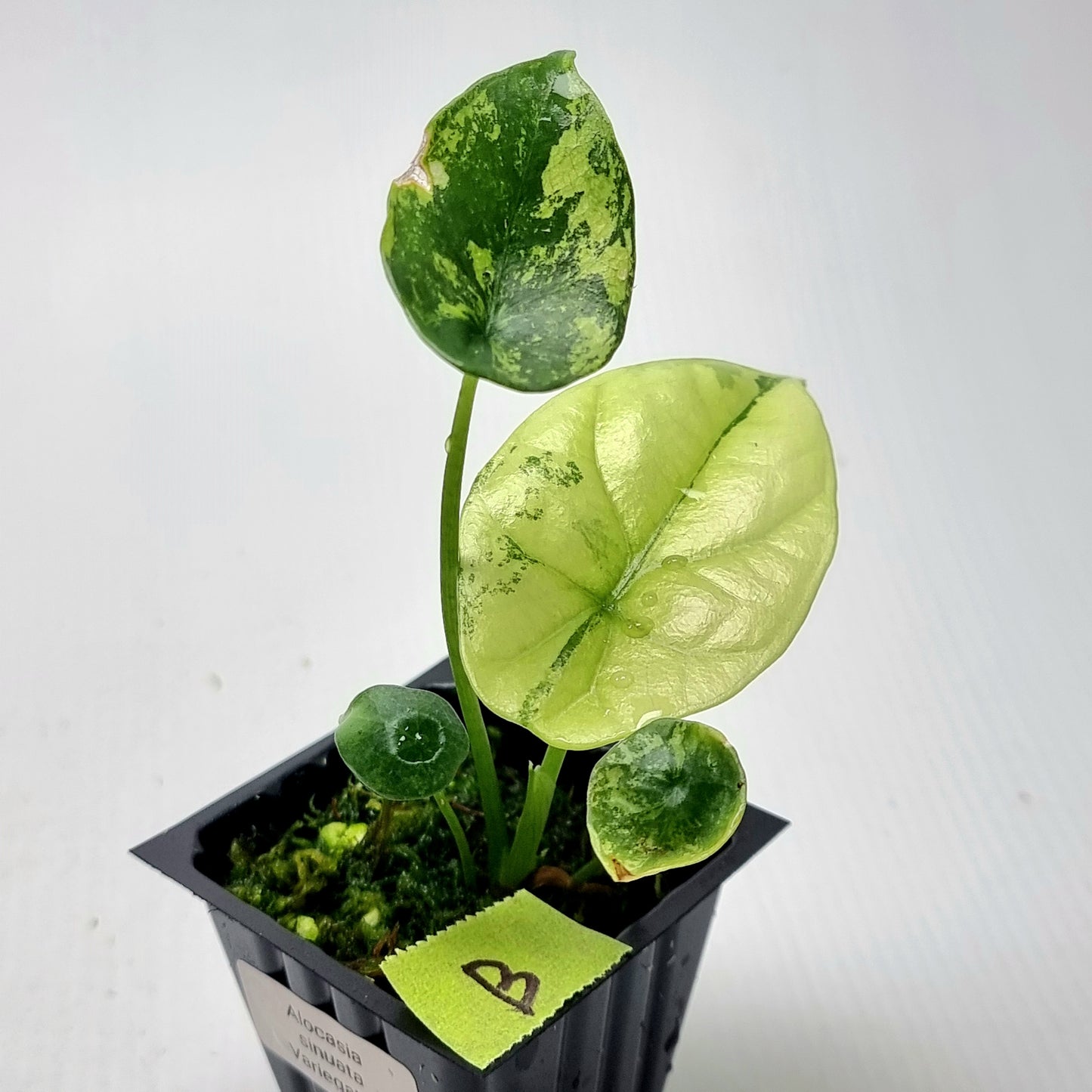 Alocasia sinuata Albo Variegated