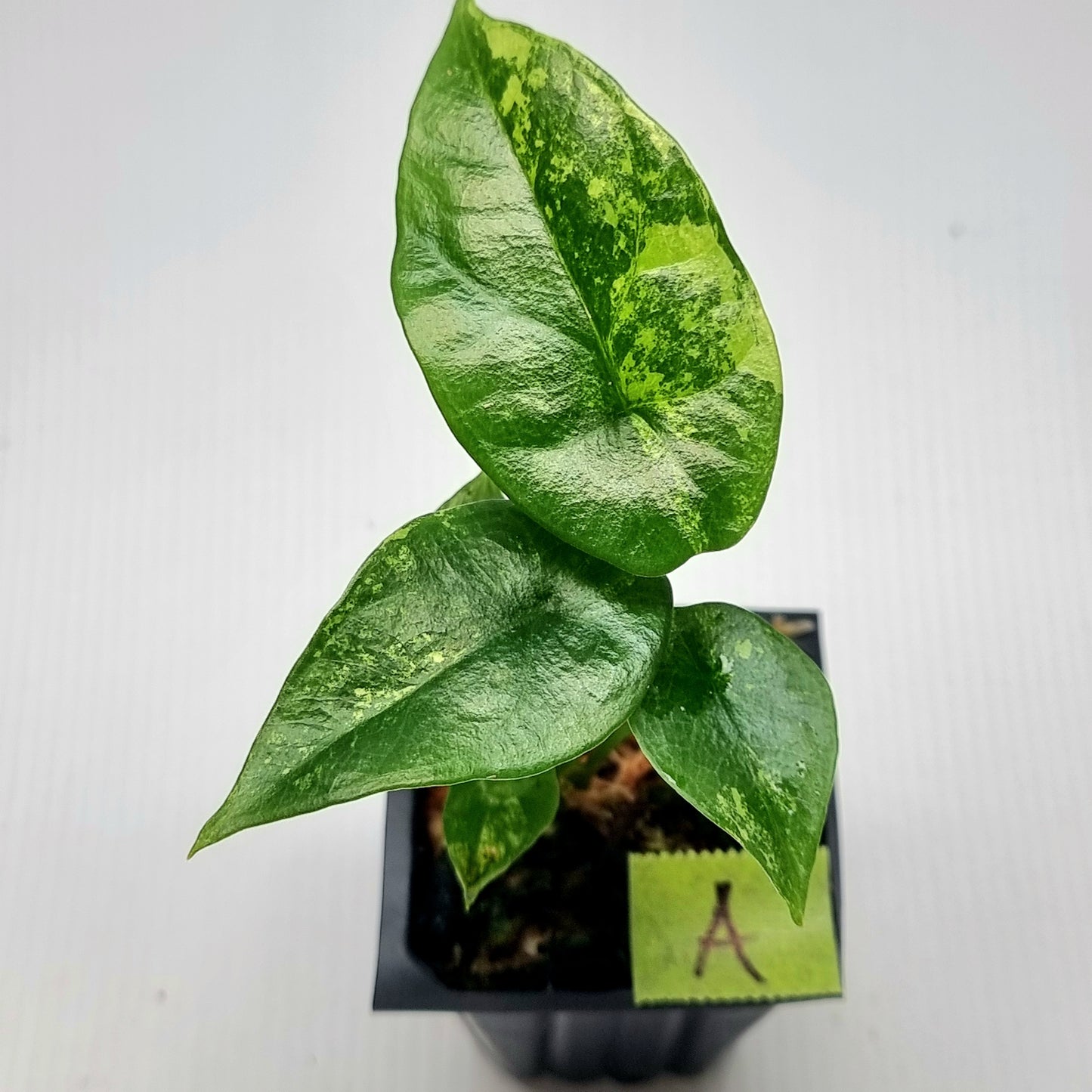 Alocasia sinuata Aurea Variegated