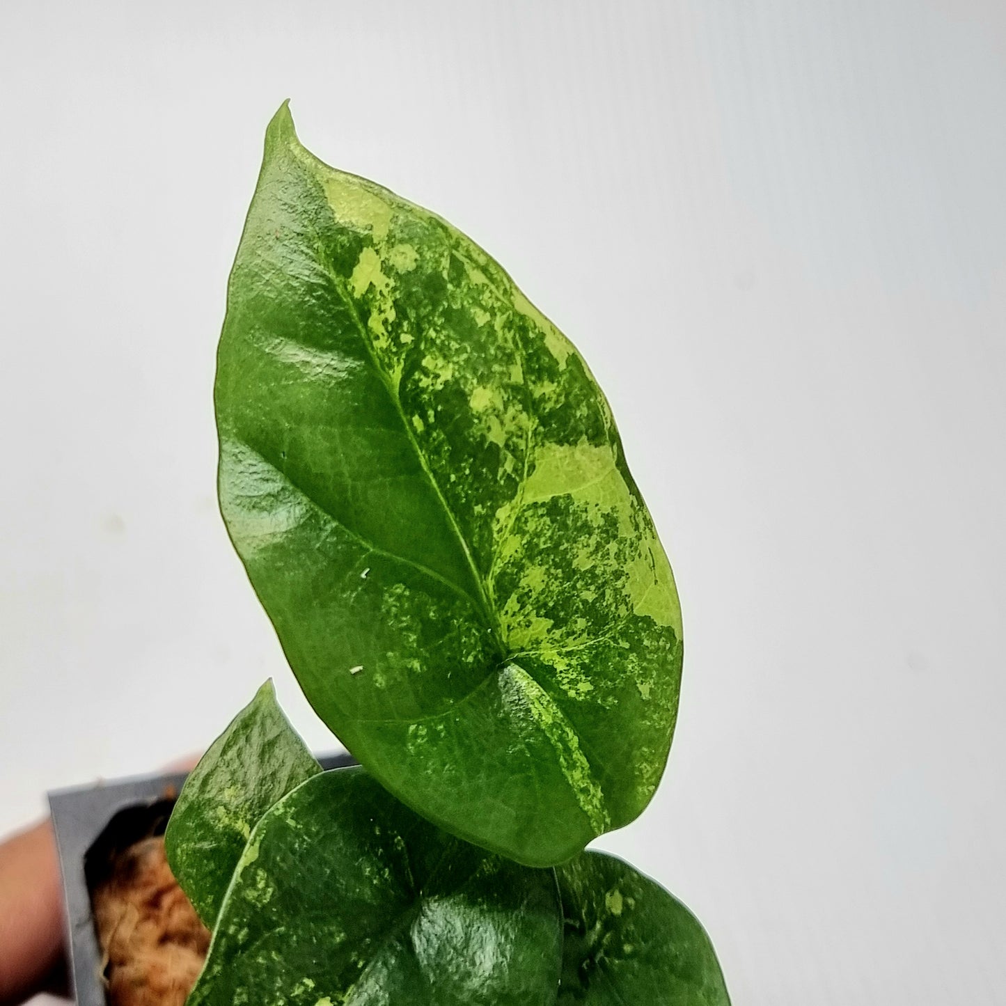Alocasia sinuata Aurea Variegated