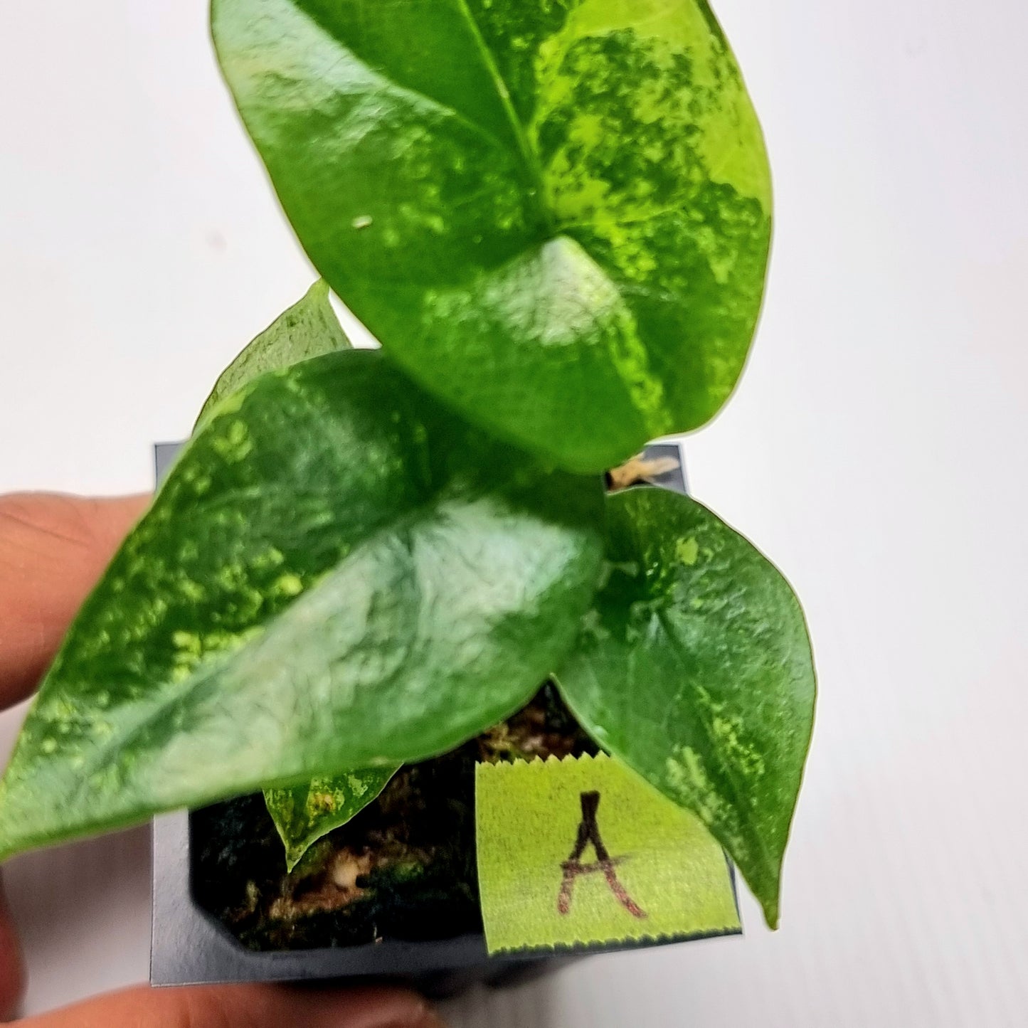 Alocasia sinuata Aurea Variegated