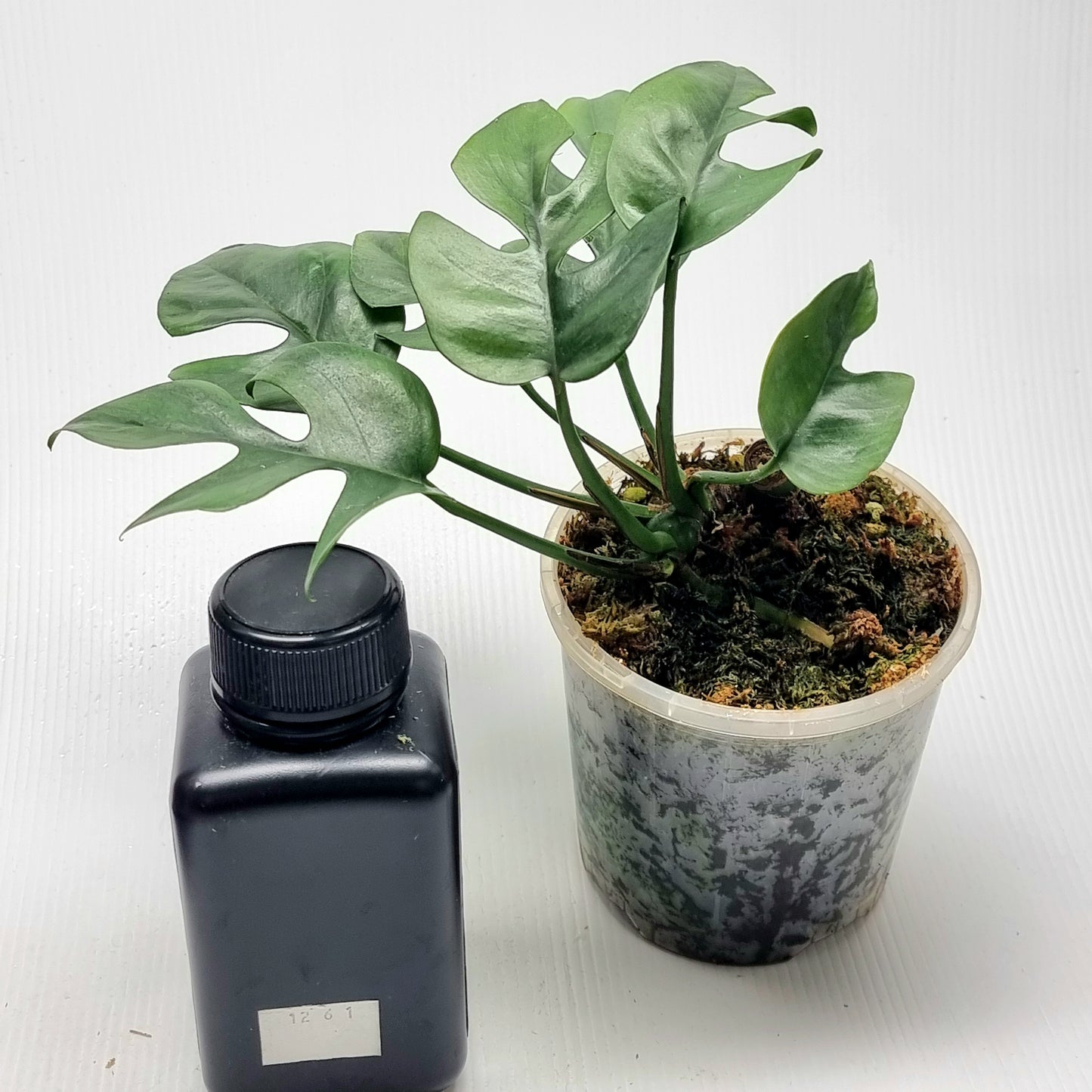 Rhaphidophora tetrasperma Green on Green LOW Variegated