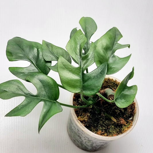 Rhaphidophora tetrasperma Green on Green LOW Variegated