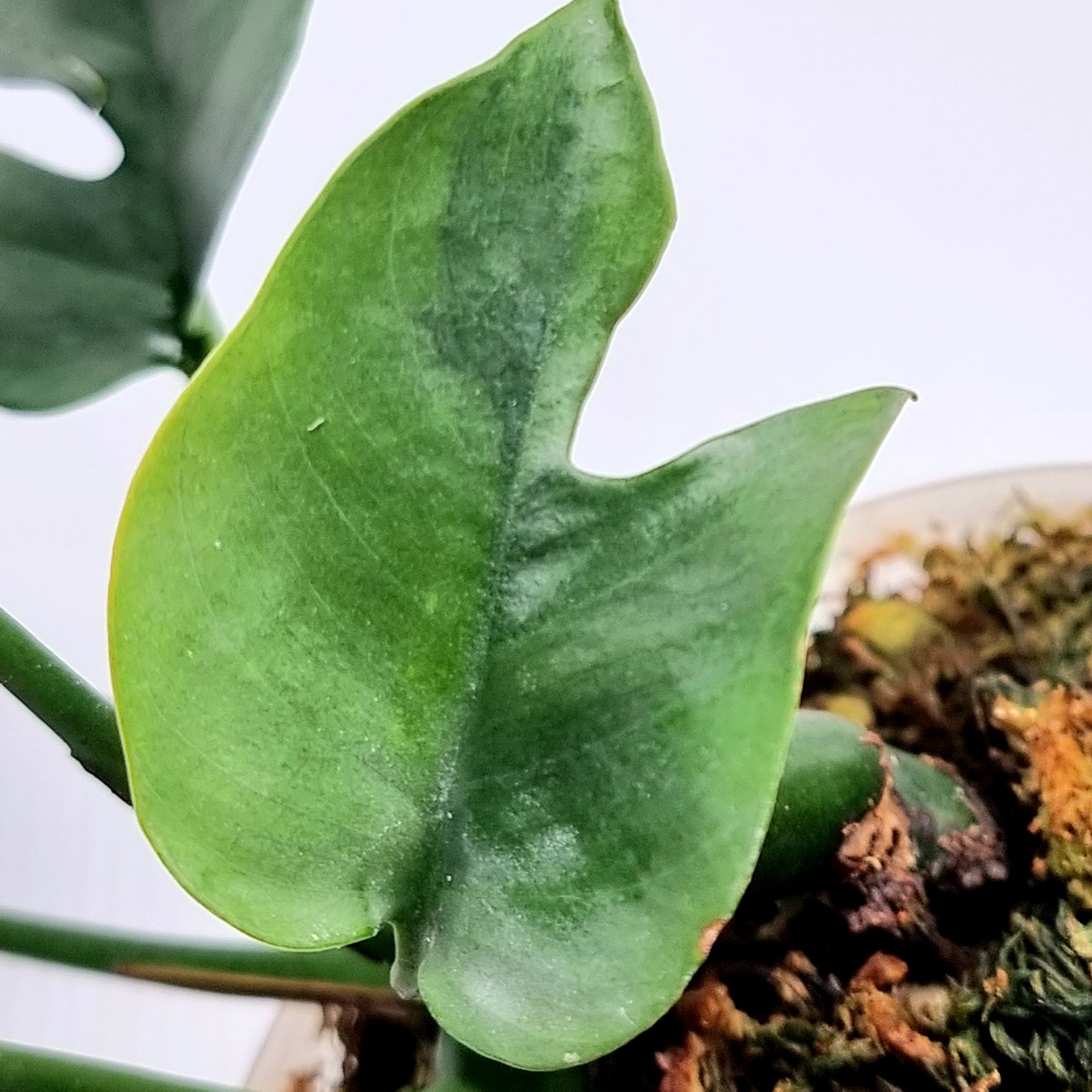 Rhaphidophora tetrasperma Green on Green LOW Variegated