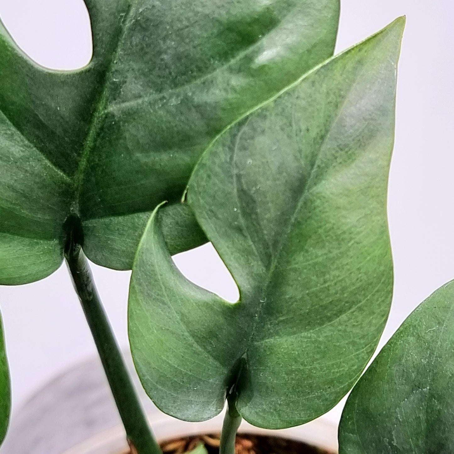 Rhaphidophora tetrasperma Green on Green LOW Variegated