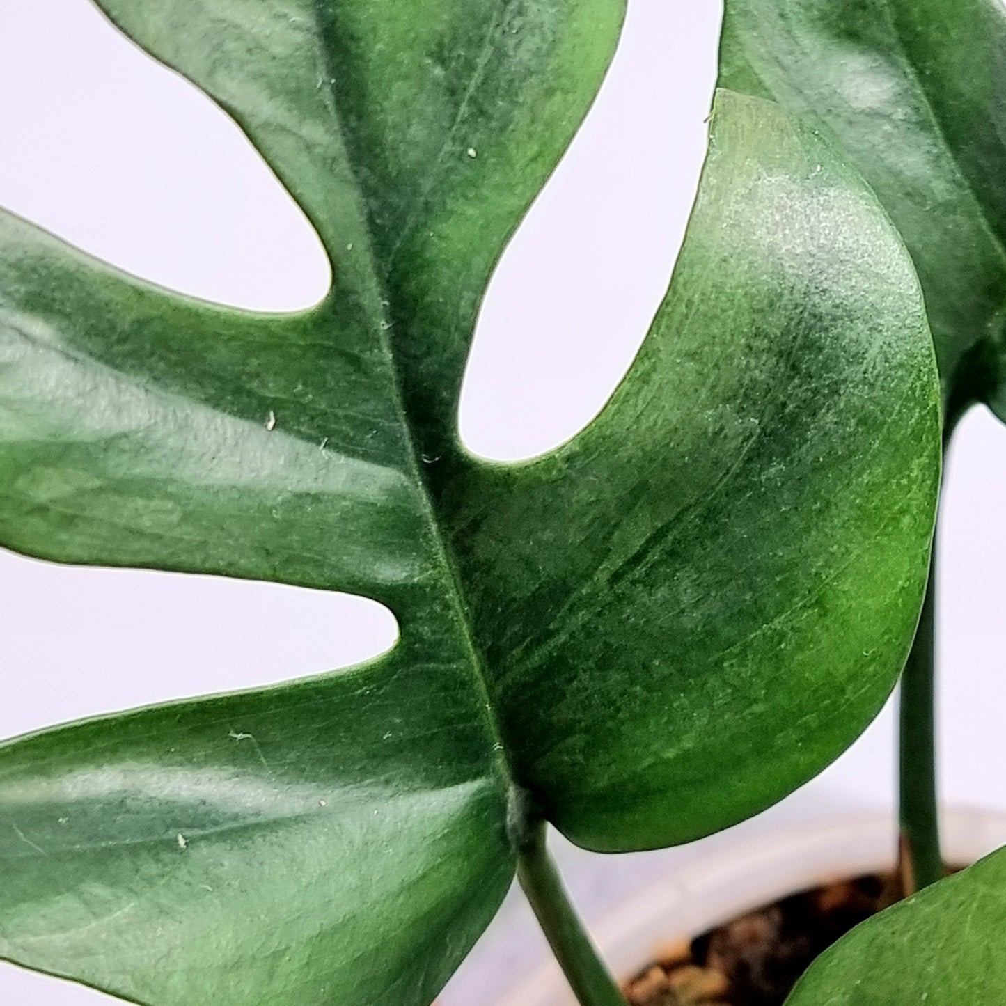 Rhaphidophora tetrasperma Green on Green LOW Variegated