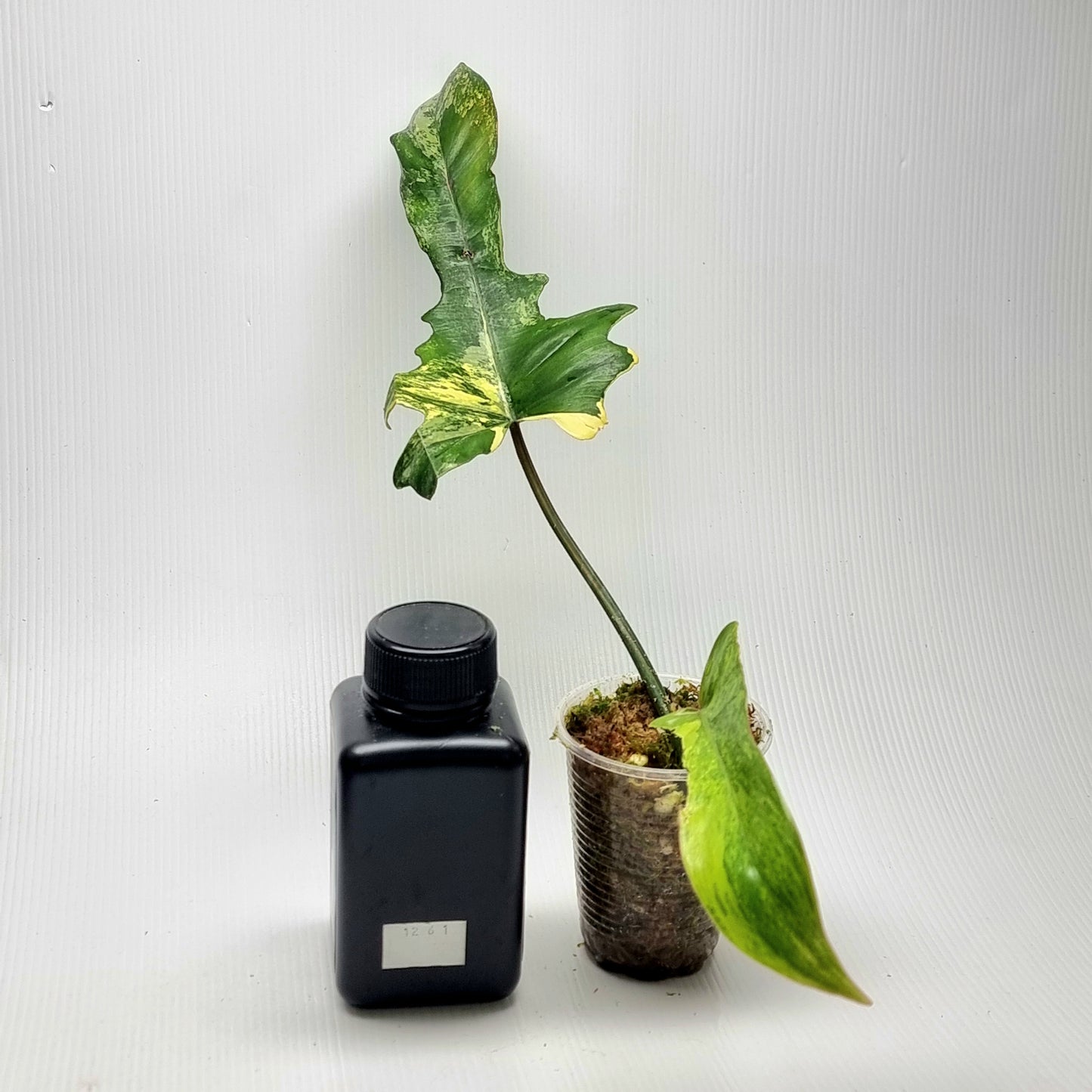 Philodendron Florida Beauty x P. mayoi Variegated, M