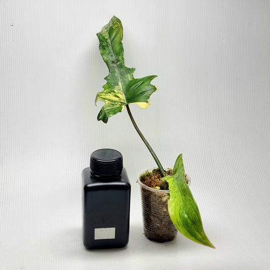 Philodendron Florida Beauty x P. mayoi Variegated, M