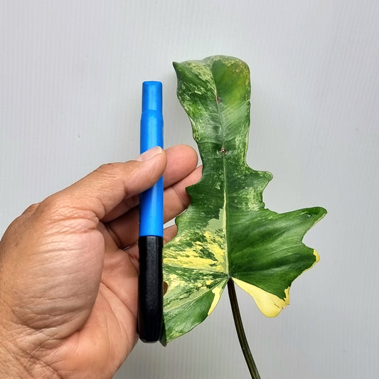 Philodendron Florida Beauty x P. mayoi Variegated, M