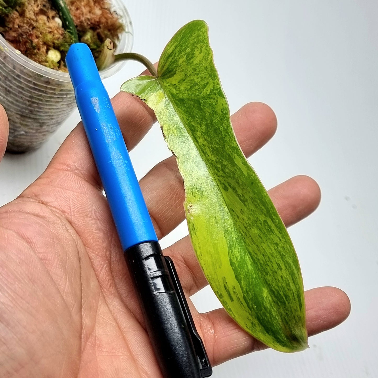 Philodendron Florida Beauty x P. mayoi Variegated, M