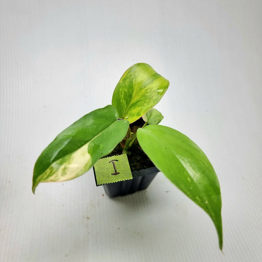 Philodendron Florida Beauty x Paraiso Verde Variegated