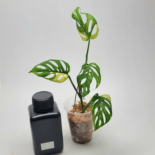 Monstera adansonii albo Variegated