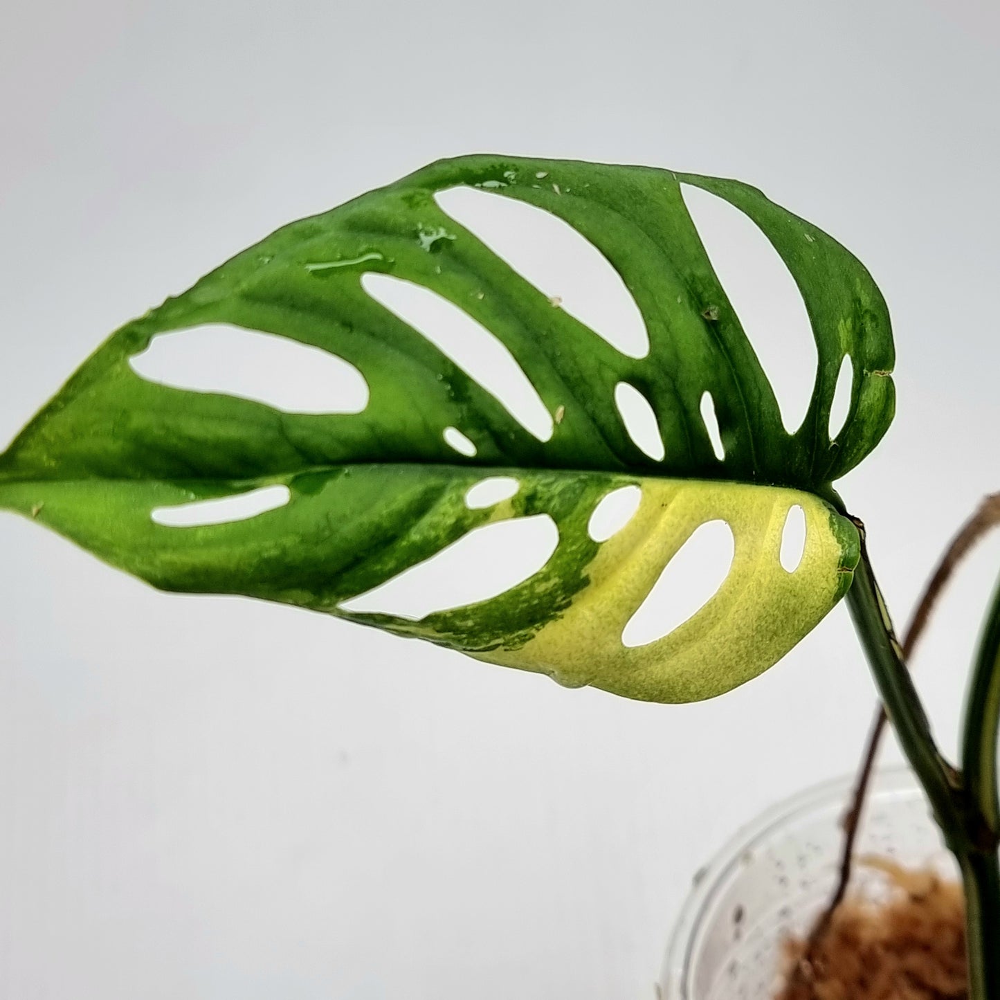 Monstera adansonii albo Variegated