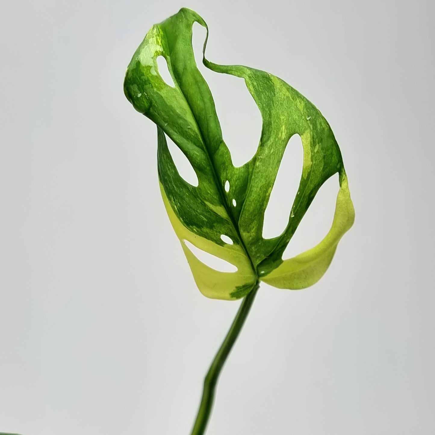 Monstera adansonii albo Variegated