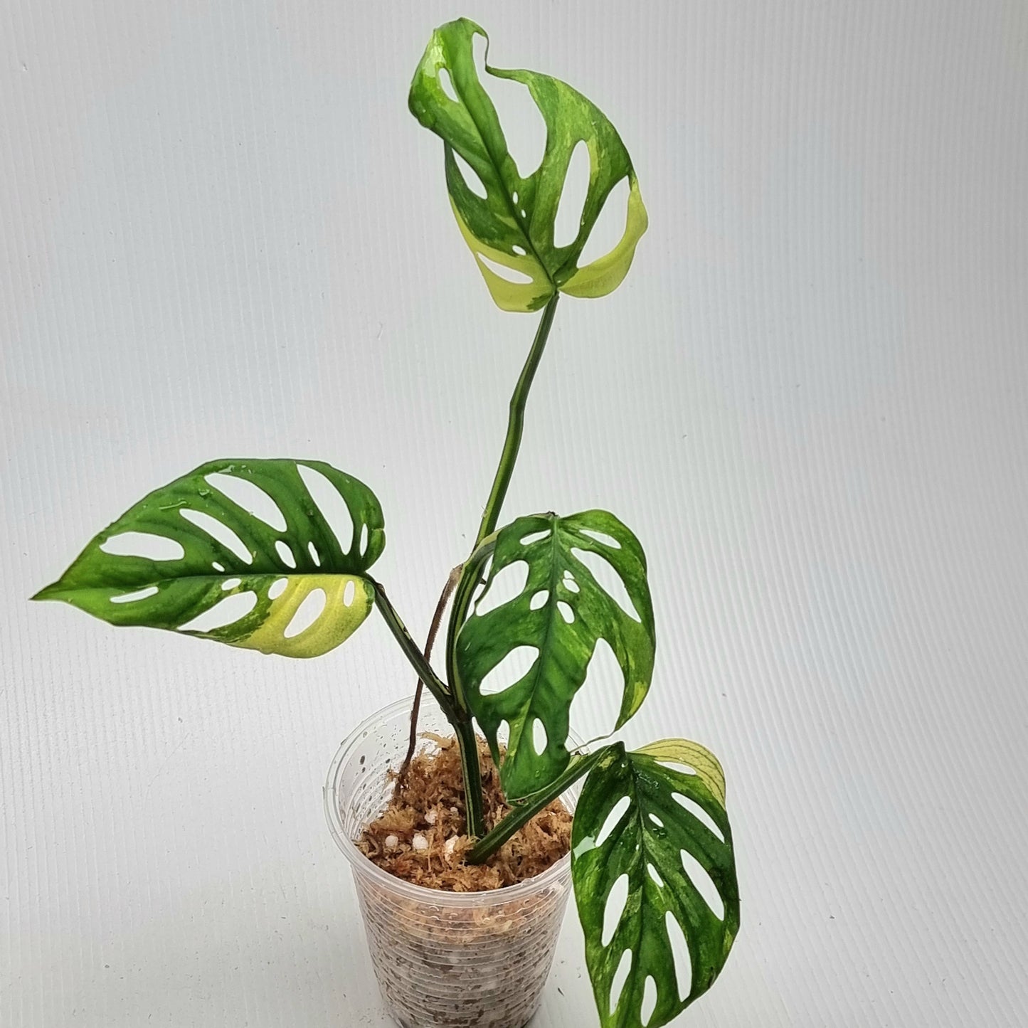 Monstera adansonii albo Variegated