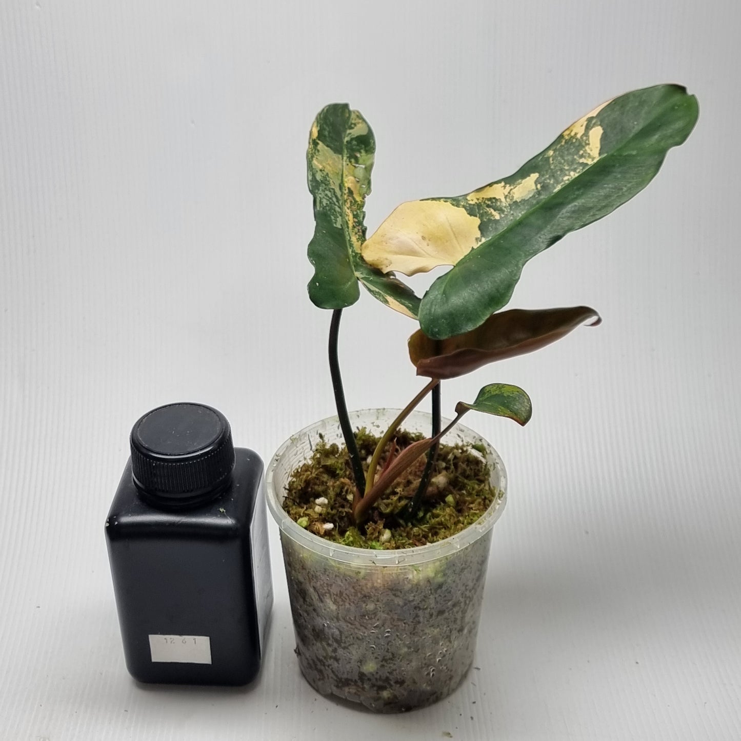 Philodendron Brown Beauty (FB x Black billie)